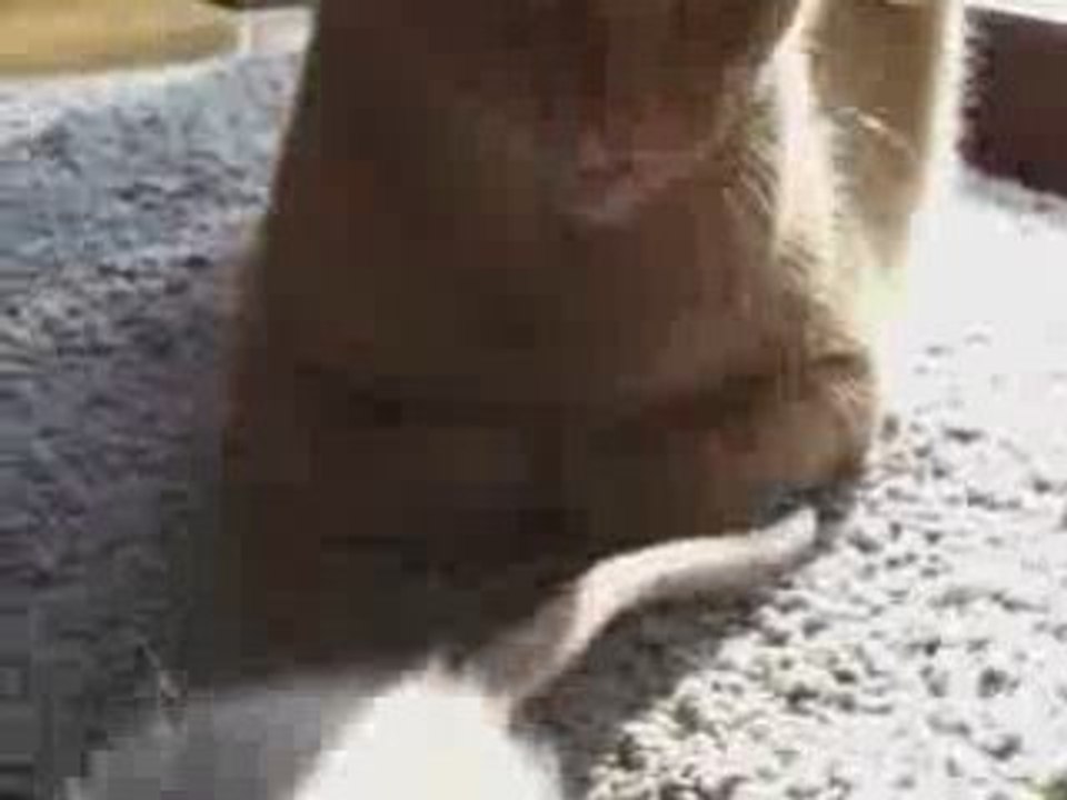 Le chat et le rat :