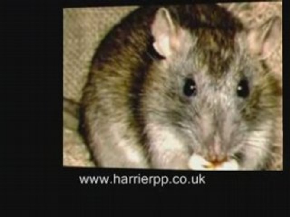 Pest Control In Cheshire Lancashire Manchester