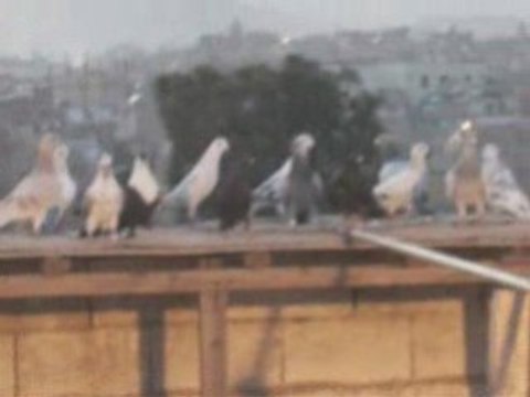 Fehmi ateş/şanlıurfa garip uçurma guvercinurfa.com