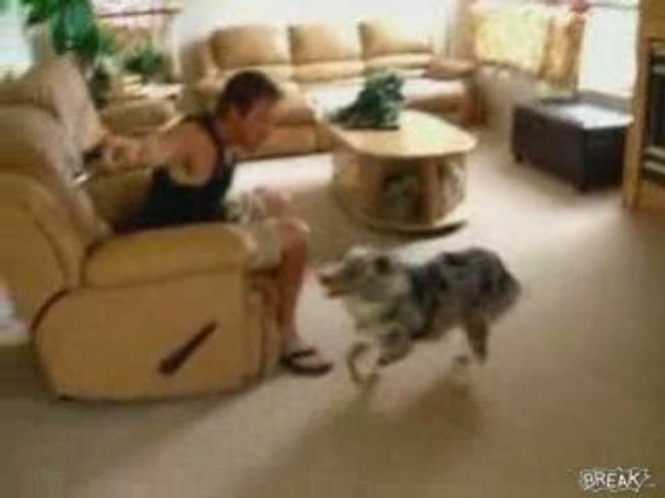 Le chien le plus cool du monde