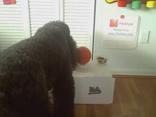 Poodle Picks the Winner of Arizona State vs. UCLA (NCAA BB)