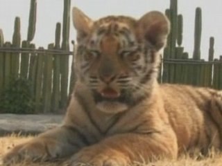 Cute tiger cubs in Mexico