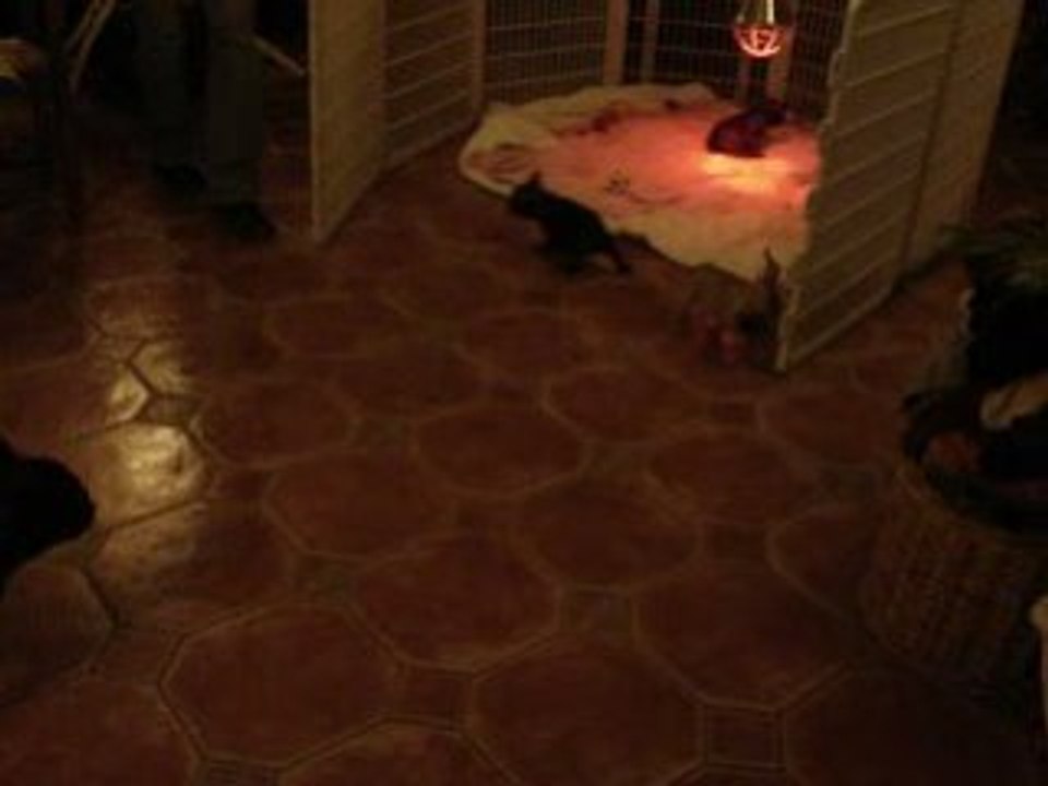 MOV04177