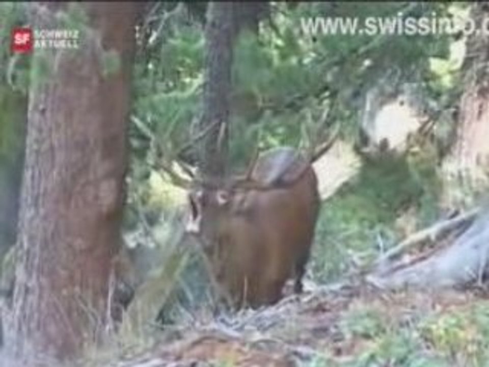 Stag watching