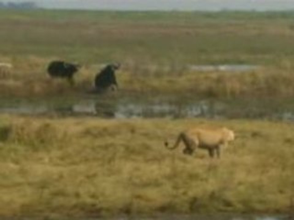 Duel dans l'okavango part3