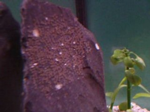 eclosions alevins scalaires