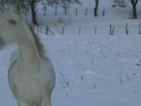 haltaïr,galop ds la neige
