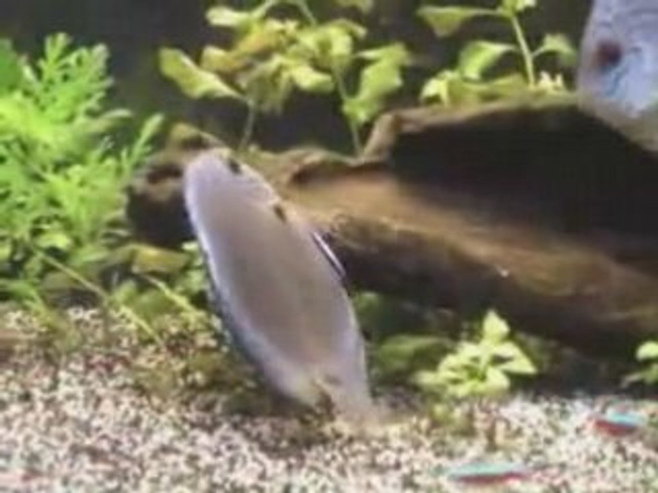 Ponte discus royal rouge 2