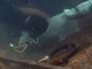 BBC Inside Out - Dollar Cove Preview