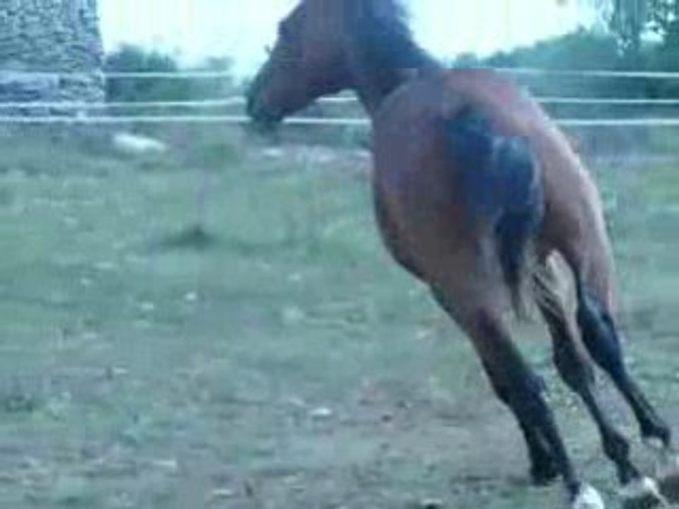 TENAROA CAPITELLES AU TROT