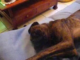 Douchka(boxer)qui fait la sieste