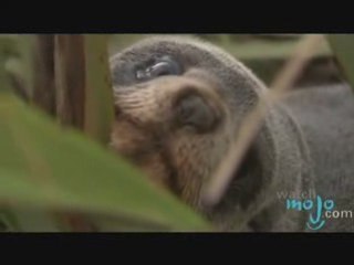 The Islands of New Zealand