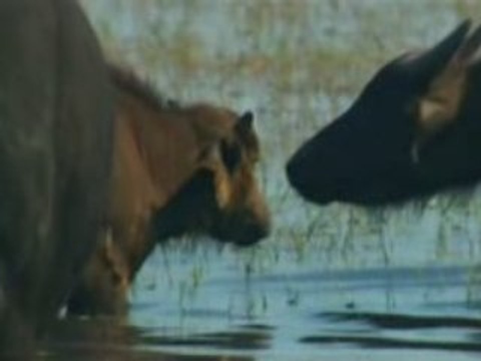 Duel dans l'okavango part4