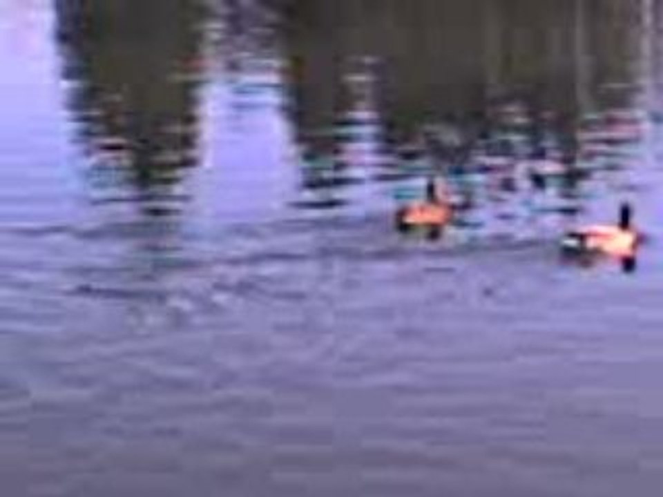 La vie des canard