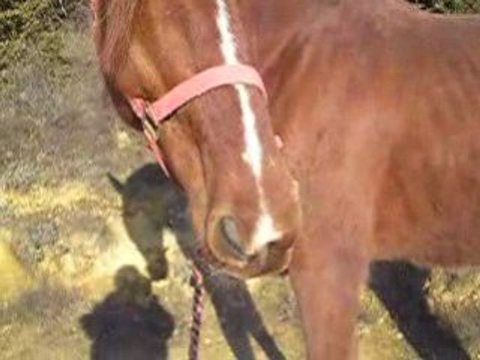 cheval tire la langue