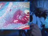 International Stem Cell Research