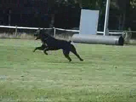 entrainement d'obéissance rci avec Abalone femmelle rott