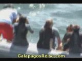 Galapagos Tours and Cruises. Snorkeling