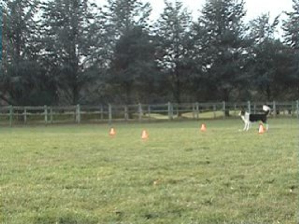 Obeissance entraînement du box