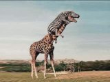 Just for Fun - Crazy Animals