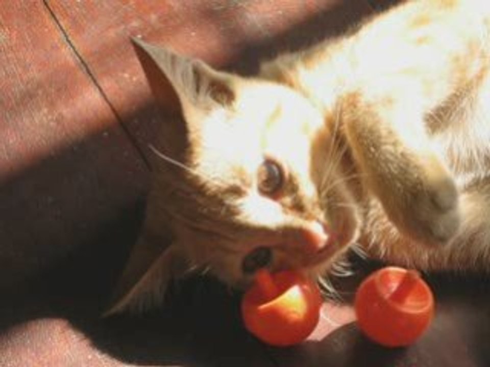 Le chat de Nanyouth