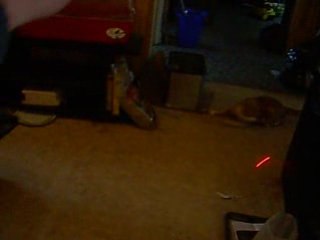 cat vs lazer