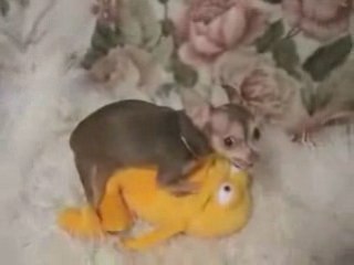 Собачка жжёт!