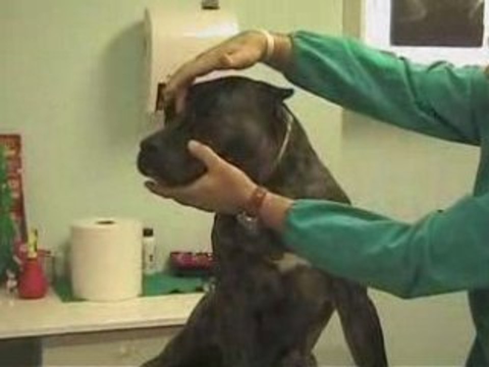 Dogo Canario del Dott Sgherzi Matteo a Vieste.