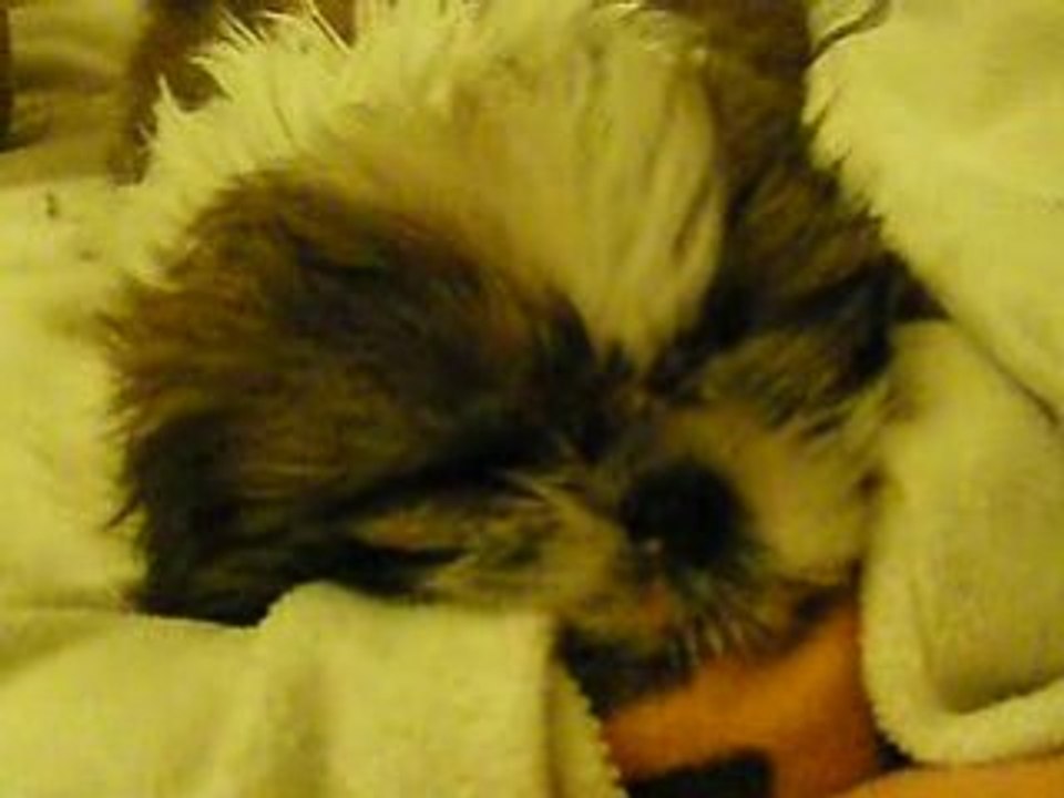 Daisy