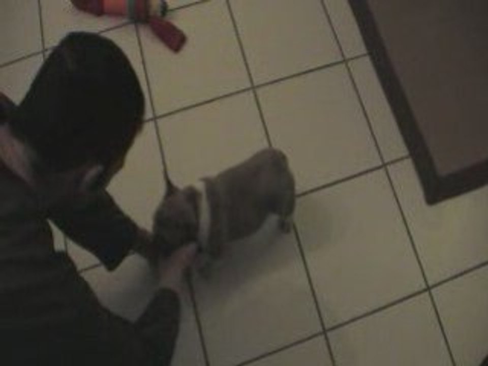 Dolly