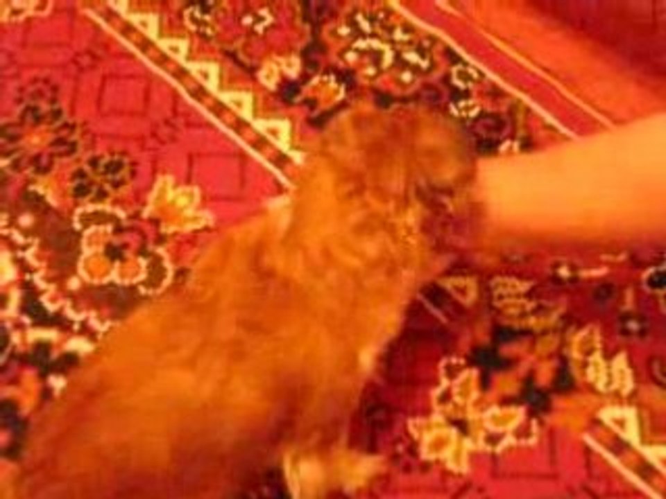 lola ma chiene(xD) et la main de mon pere