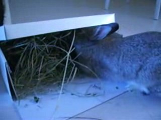 Maxoune mange son foin