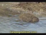 Galapagos islands cruise - sea turtles 02
