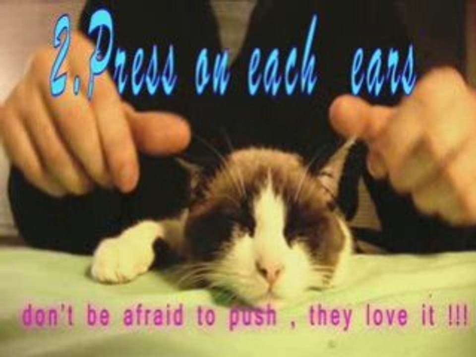 HOW TO RELAX A CAT