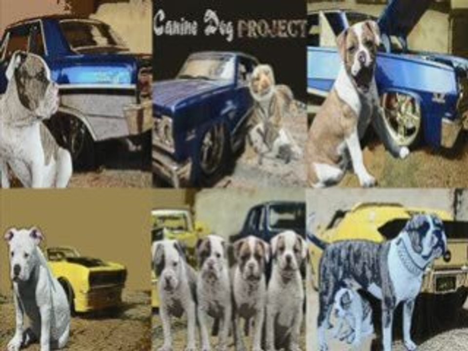 caninedogproject