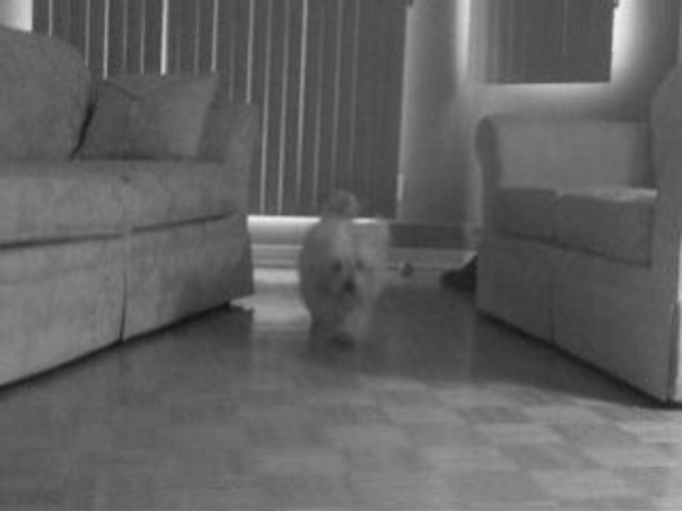 Ma belle petite chienne