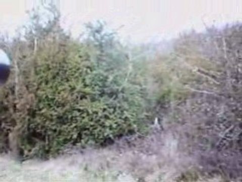 EPAGNEUL DE SAINT USUGE CHASSE A LA BECASSE 12 12 2008