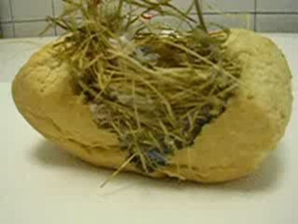 Cose mai viste amimali curiosita 015