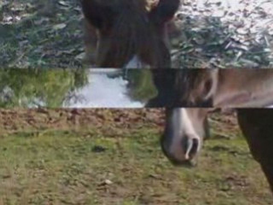 Chevaux
