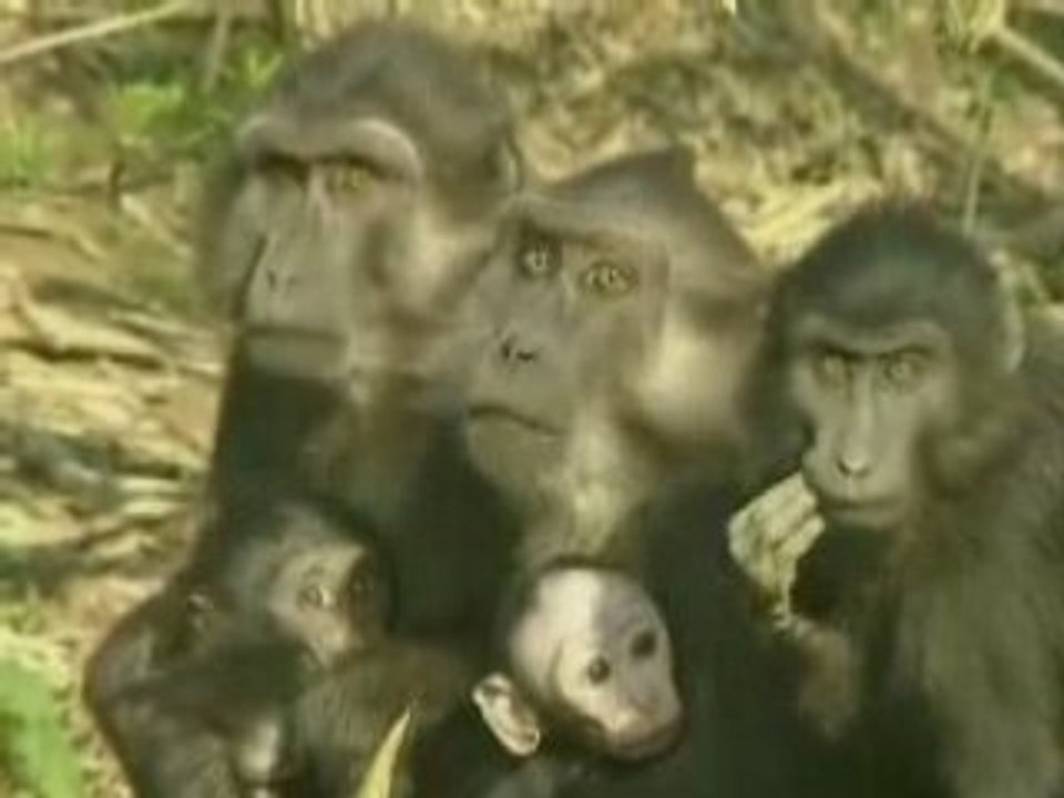 Drôles de singes ! - Vidéo Dailymotion