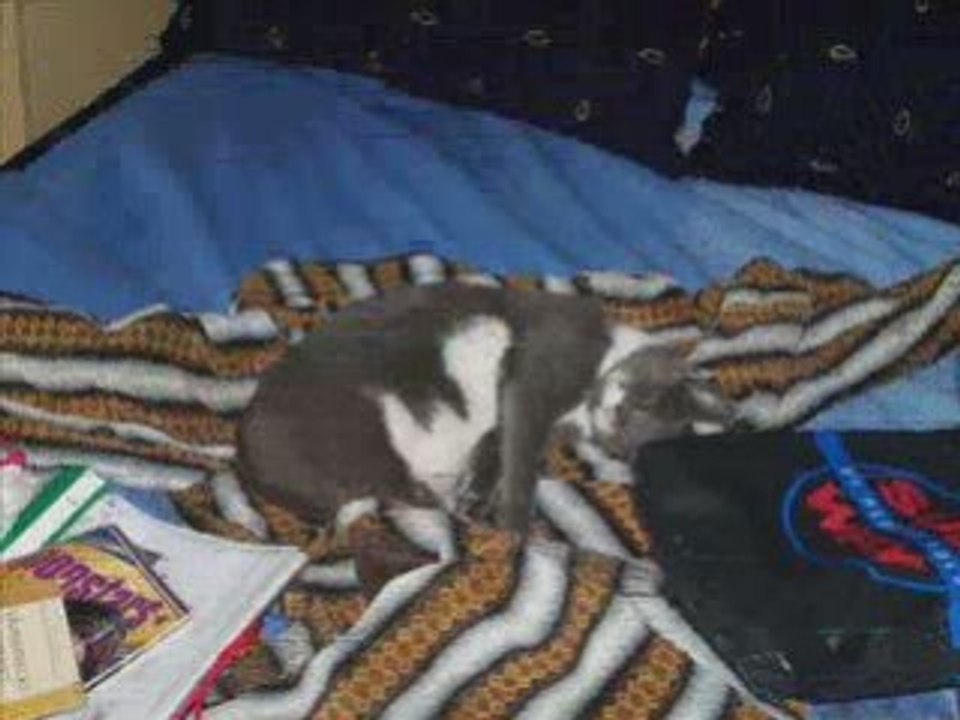 Kitty