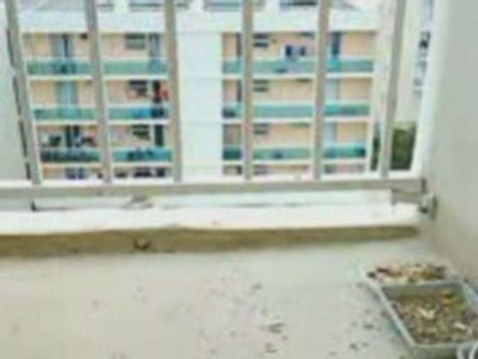 Le moineau de marseille