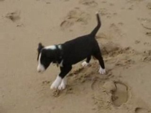 BULL TERRIER-ZYA (2 mois)