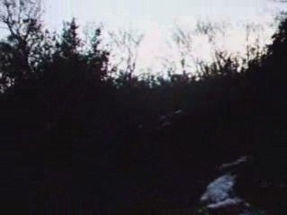 EPAGNEUL DE SAINT USUGE chasse du 13 12 2008