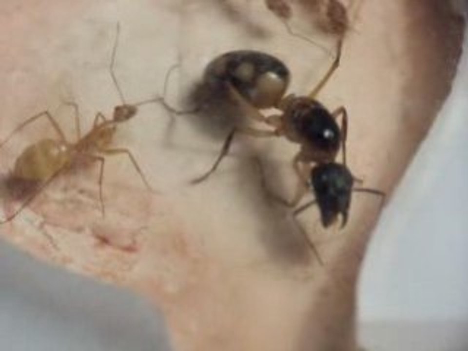 Gyne maculatus