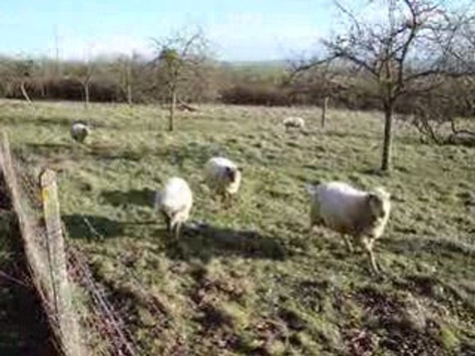 dimanche avec les moutons