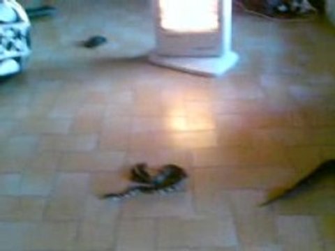 Mes 2 pythons regius et mon chien