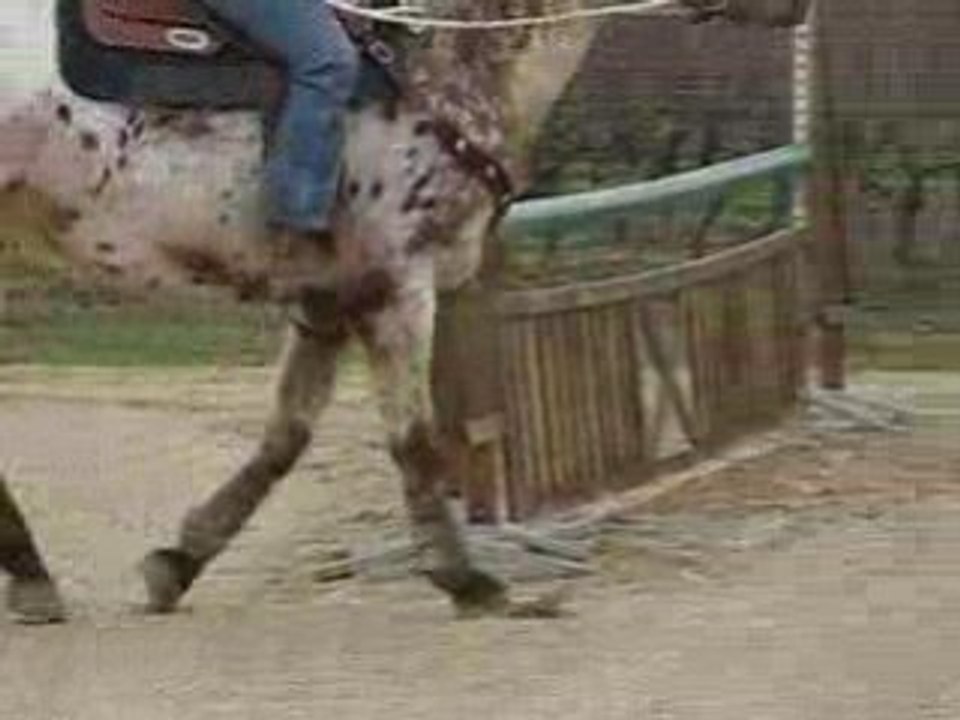 Monkop au trot