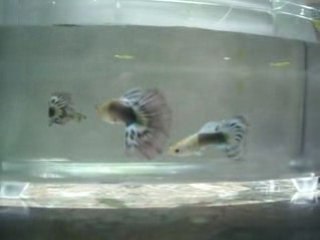 Guppy male half black bleu