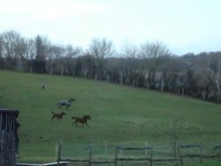 Mon Poulain en libértée 03